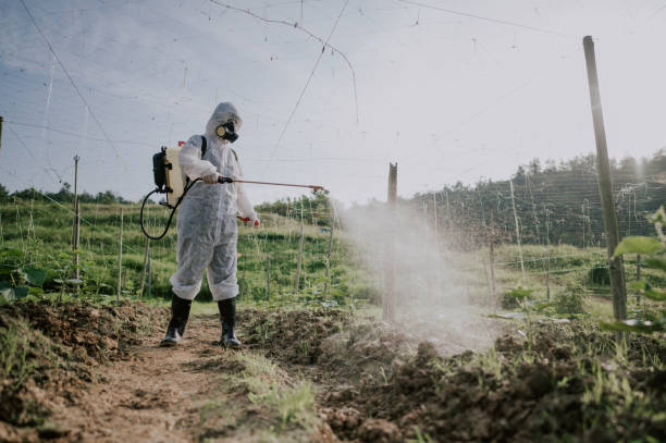 Best Local Pest Control Services  in Swannanoa, NC