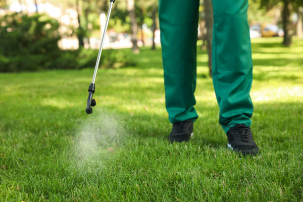 Best Flea Control Services  in Swannanoa, NC