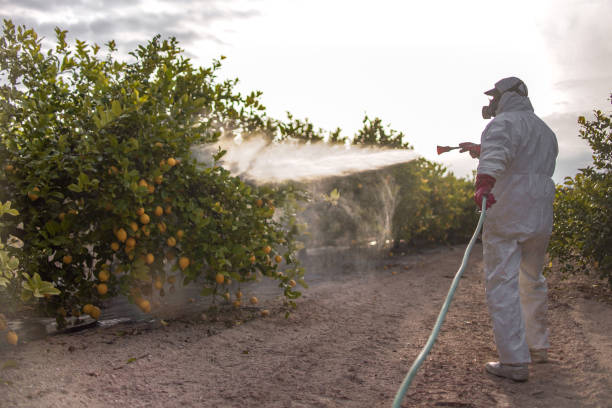 Best Local Pest Control Services  in Swannanoa, NC