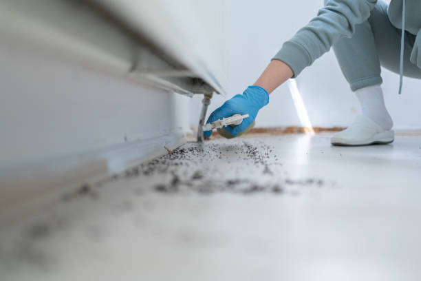 Best Best Pest Control Companies  in Swannanoa, NC